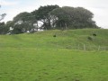 13998