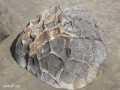 14103
