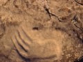 Mississippian