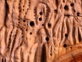 central Cumberland Plateau-