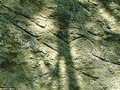 near Mound Bottom, a prehistoric Native American complex in Cheatham County, Tennessee