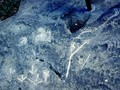 birdtracks63