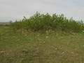 Southwest View