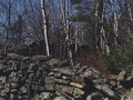 walls1esm