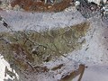 Скифский петроглиф из урочища Чуй-Оозы, Онгудайский