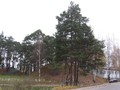 lyubytino-883604