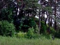 сопка-жальник в Хвои?нинском р-не