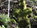 Kolodno