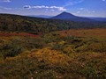 99