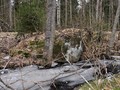 2 камень