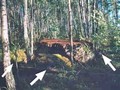 essari-18