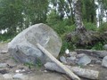 киви2
