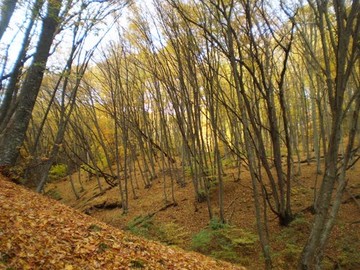 Татарское городище фото