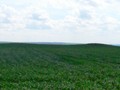 Голофеевка, могильник курганныи?-1