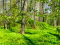 Пехорка