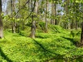 Пехорские курганы