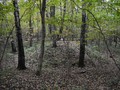 Konkovsky_burial_mound_5
