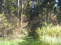 Болшево курганы городище
