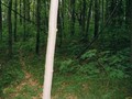 Городище Андреевское