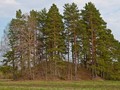 сандово курган