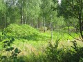 Корсики-