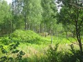 Корсики