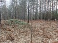 погорелово-