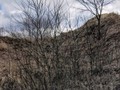 Gorodyshhe-Komarovskoe