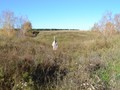 Коловское городище, раннии? железныи? век
