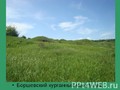 Боршевскии? курганныи? могильник