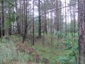 Сундровское городище