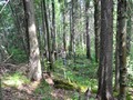 Чумкостное I, городище