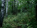 Усть-Тунтор I, городище
