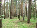 Гусельниково I, городище