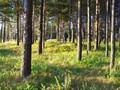 Заи?цево 1, курганныи? могильник