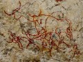 Pratu Pha cliff paintings in Lampang Province. Thailand