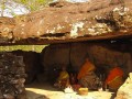 phu-phra-bat-historical-park-udon-tha