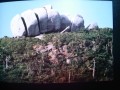 Yakushima Megalith