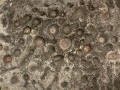 10 Dakon monolith with cup and line marks, near Lengkeka village, Bada Valley