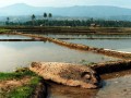 Badang_Kaya_(2)