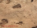 mel_113