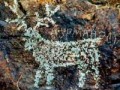 3_petroglify_beldersaya-min