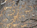 beldersay-petroglyphs5
