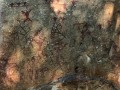 54504593