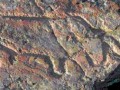 Северная Сарыарка. Оленты-