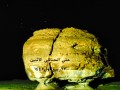 Al-Naslaa-41