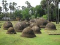 Kadurugoda-19