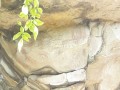 Sacred-Chitwa-Dongri-017