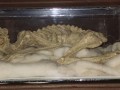 Kappa mummy at Matsuura Brewery