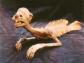 Mermaid mummy from Wakayama